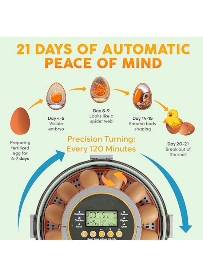إم مياويان حاضنة بيض 12 بيضة مع تقليب أوتوماتيكي للتحكم بالرطوبة وتنظيم درجة الحرارة – حاضنة بيض دجاج مع فحص البيض المدمج – سهلة الاستخدام للفقس المنزلي - Image 3
